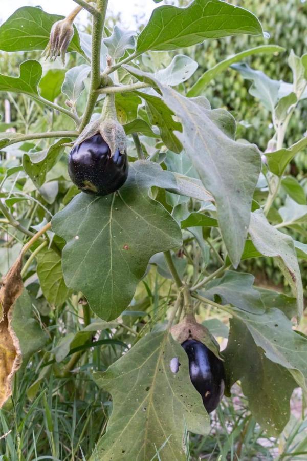 Villa Platanos Vassiliki Esterno foto